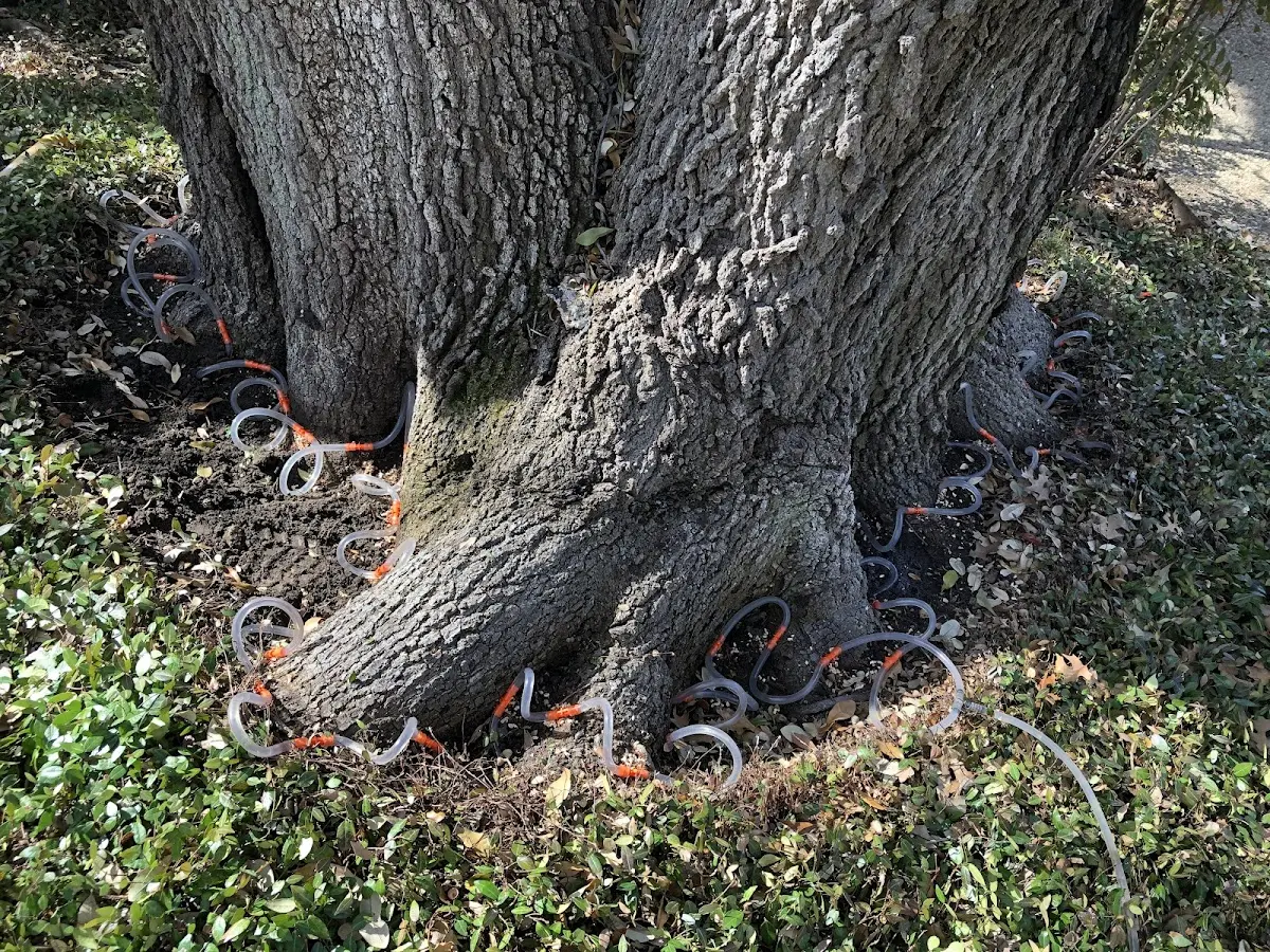Detailed Tree Cabling and Bracing job site in Justiceburg