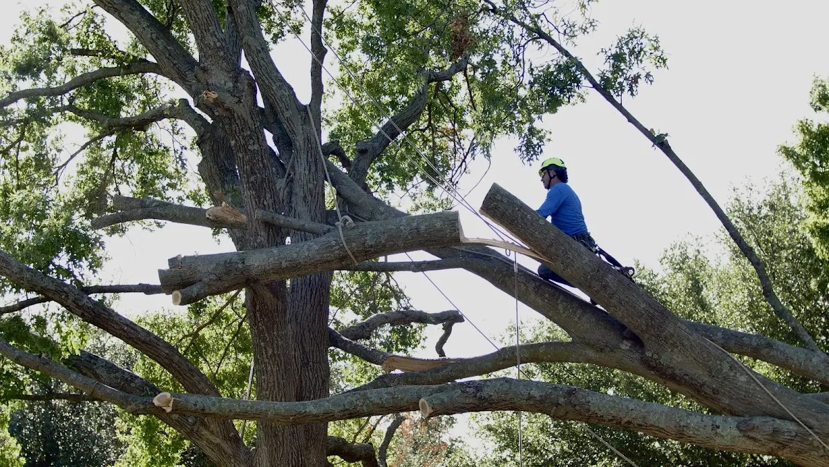 Professional Hazardous Tree Removal performed by certified arborists in Justiceburg