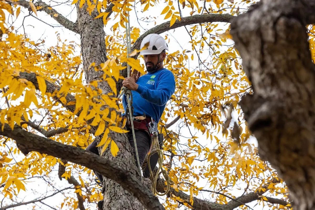 Skilled Tree Planing crew working in Justiceburg